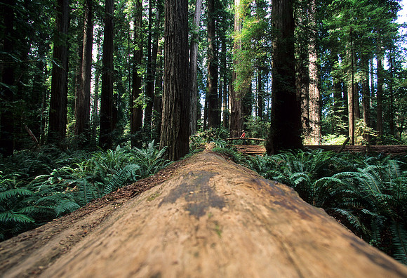 Redwood Girl