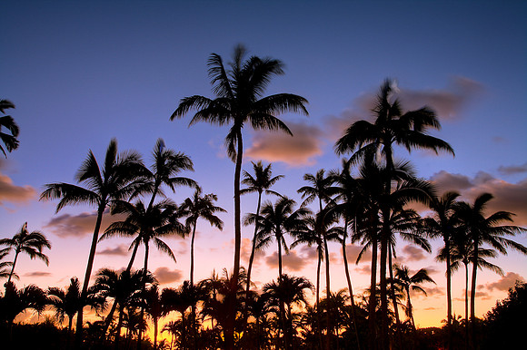 Palm Sunrise